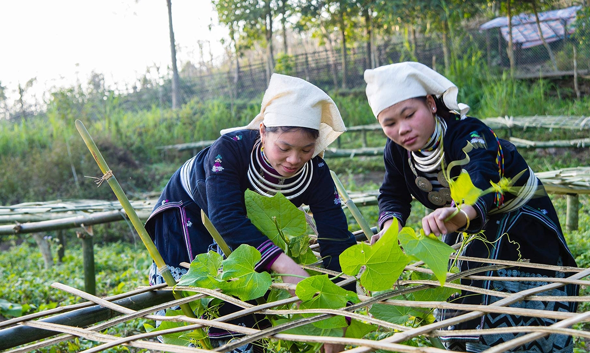Thành công trong chuyển đổi sản xuất là chìa khóa xây dựng nông thôn mới ở Tuyên Quang.
