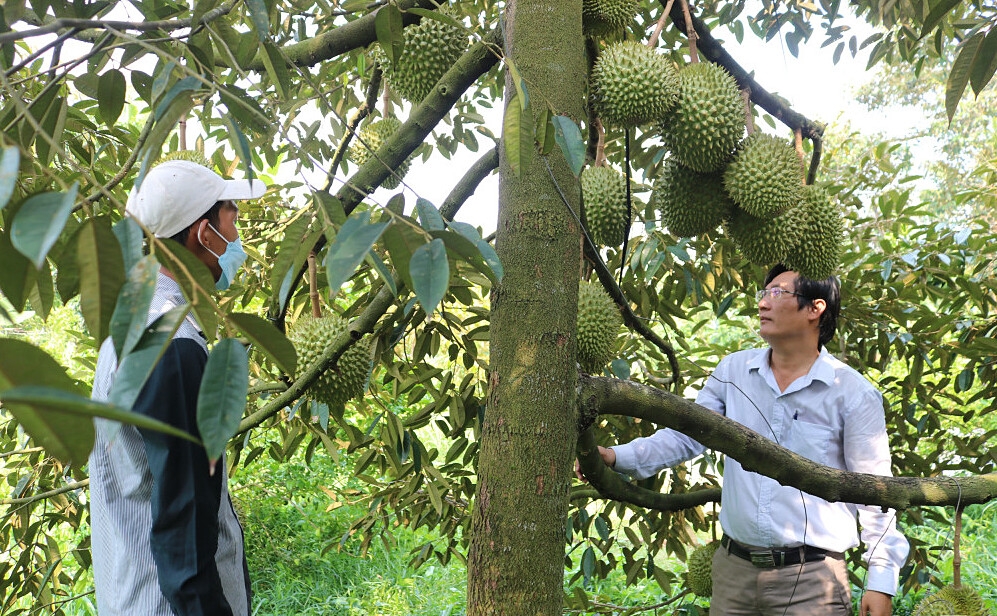 Sản xuất tập trung trên quy mô lớn giúp nhiều HTX nâng cao giá trị kinh tế.