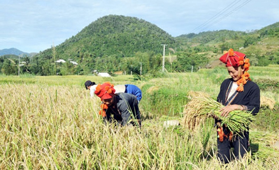 Làm nông nghiệp theo tư duy mới giúp nông dân, HTX tăng hiệu quả kinh tế.