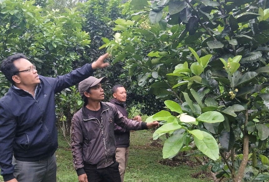 Mô hình trồng cam Vinh ở La Dêê được kỳ vọng sẽ tạo nguồn thu nhập cao cho bà con dân tộc thiểu số.