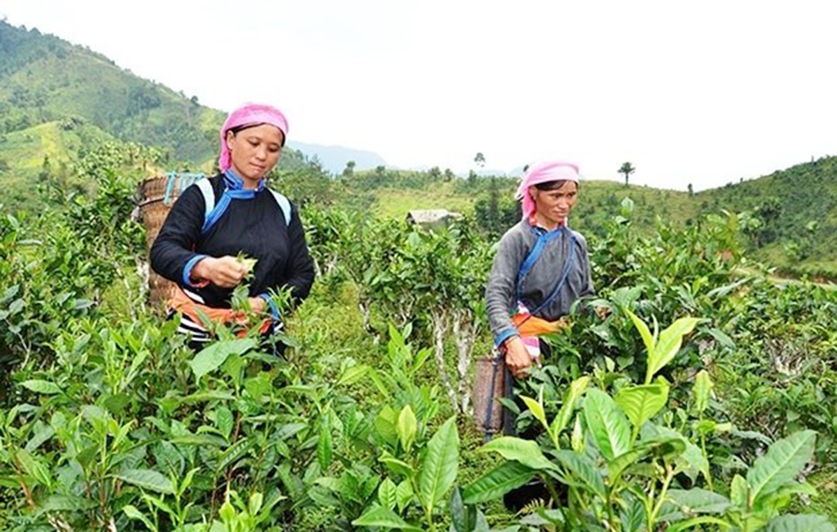 Các HTX đóng vai trò tiên phong trong tạo việc làm, xóa đói giảm nghèo ở nhiều địa phương.