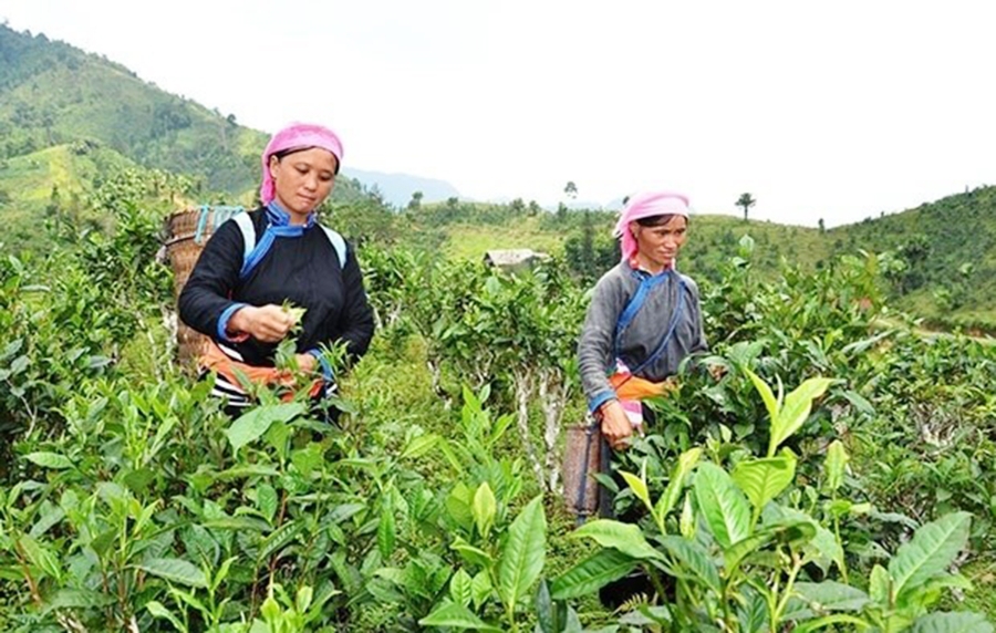 Các HTX đóng vai trò tiên phong trong tạo việc làm, xóa đói giảm nghèo ở nhiều địa phương.
