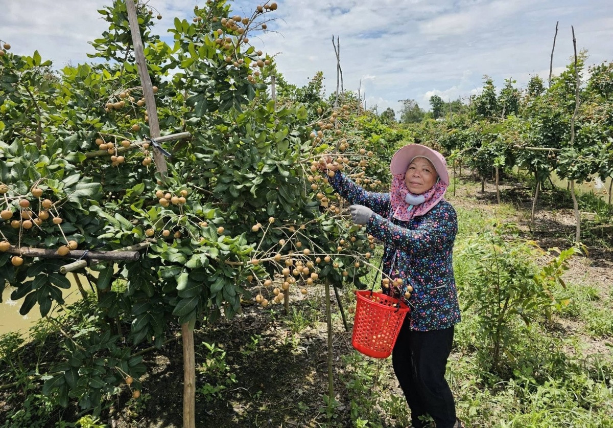 Cây ăn trái là thế mạnh của nhiều HTX ở Cần Thơ.