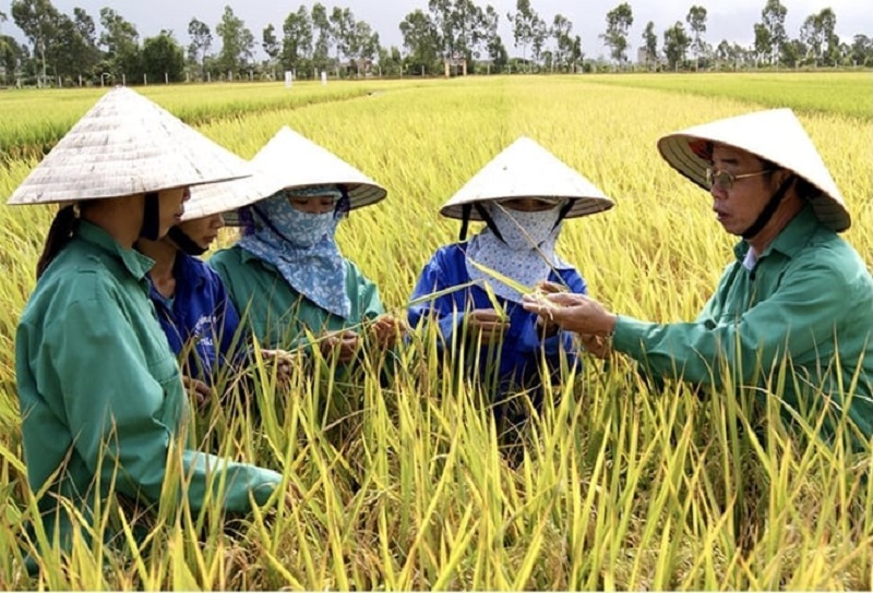 Hạt gạo Việt Nam đang ngày càng khẳng định thương hiệu trên thị trường quốc tế.