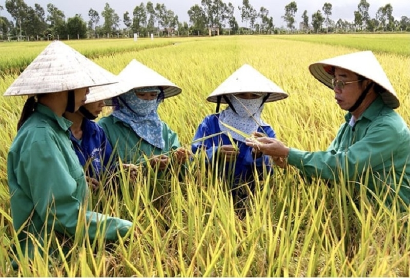 Hạt gạo Việt Nam đang ngày càng khẳng định thương hiệu trên thị trường quốc tế.