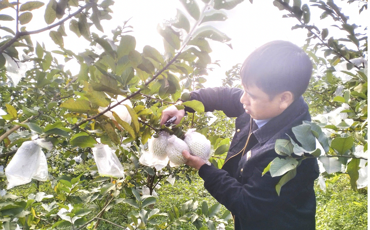 HTX nông nghiệp Sơn Tiến thành công với mô hình trồng ổi lê Đài Loan và cung ứng cây giống cho bà con nhân dân.