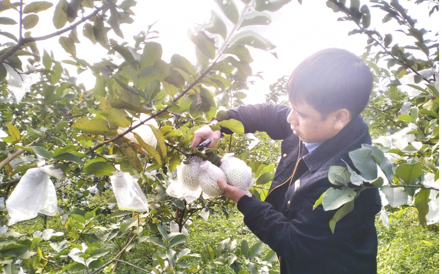 HTX nông nghiệp Sơn Tiến thành công với mô hình trồng ổi lê Đài Loan và cung ứng cây giống cho bà con nhân dân.