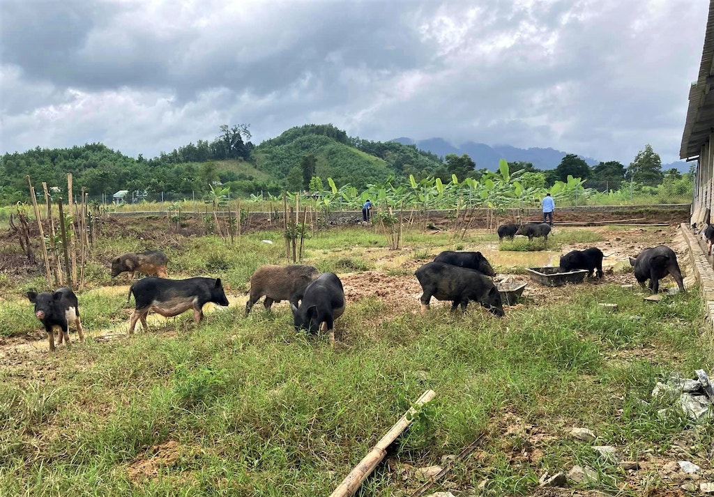 HTX Nông nghiệp La Dêê đang liên kết với bà con dân tộc thiểu số ở địa phương để chăn nuôi heo cỏ.