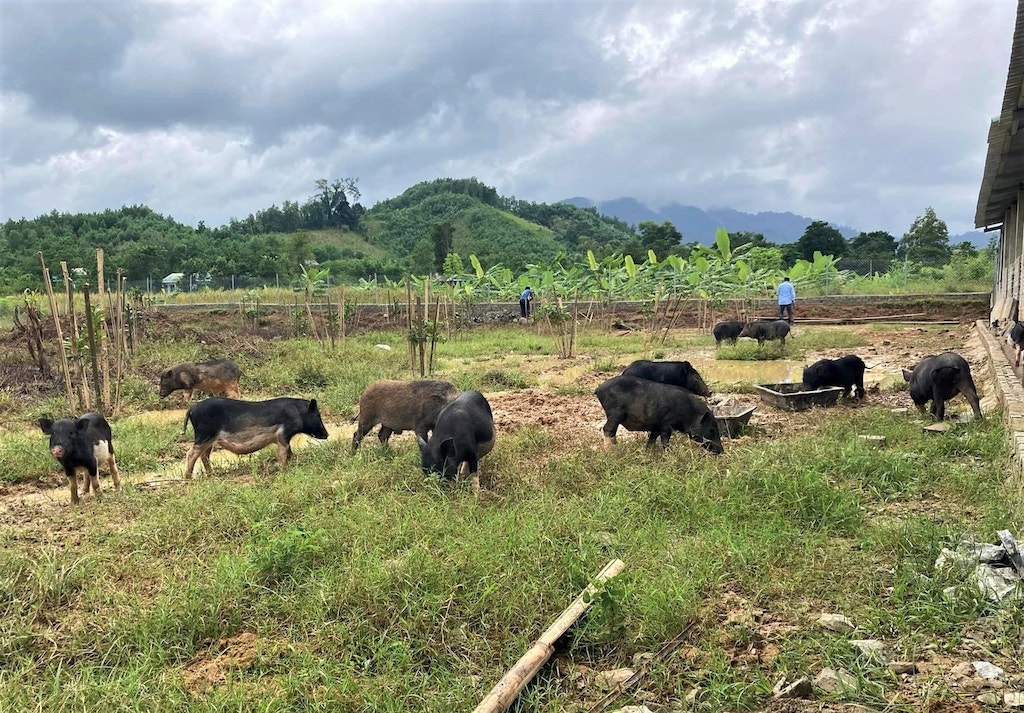 HTX Nông nghiệp La Dêê đang liên kết với bà con dân tộc thiểu số ở địa phương để chăn nuôi heo cỏ.