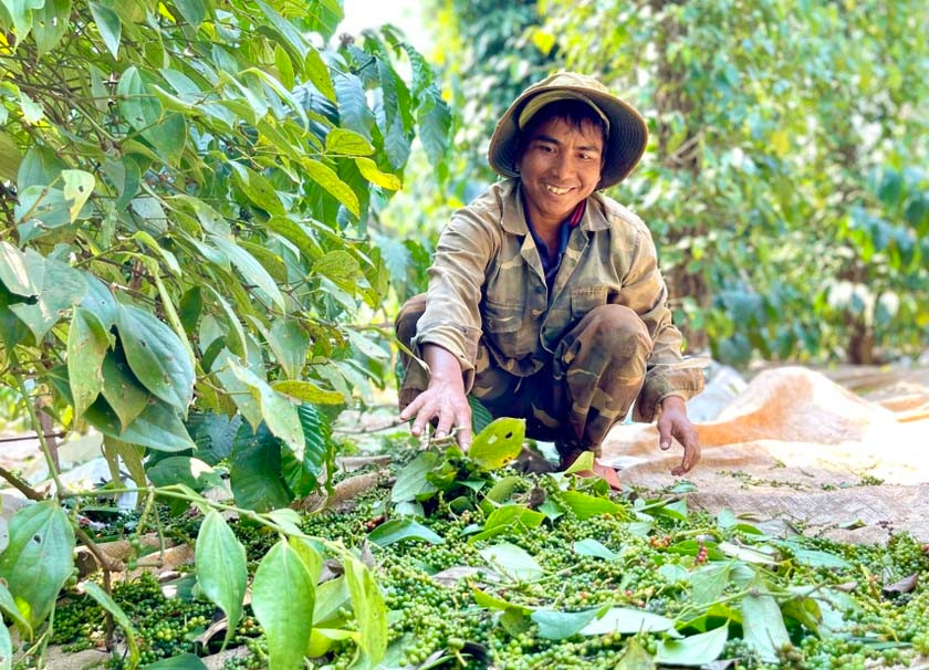 Giá tiêu giảm rải rác ở một số địa phương.