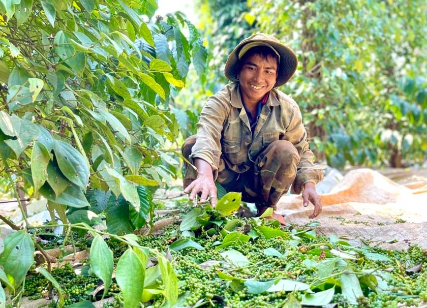 Giá tiêu giảm rải rác ở một số địa phương.