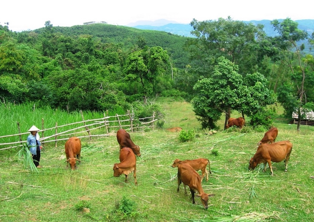 Việc cấp bò giống, hỗ trợ kỹ thuật chăn nuôi đang giúp bà con dân tộc thiểu số ở xã A Lưới 1 cải thiện sinh kế.