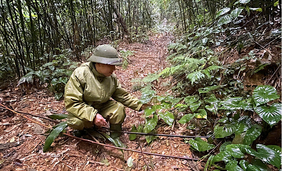 Liên hiệp HTX chứng chỉ rừng Tây Kim tiên phong trong “cuộc cách mạng” xanh hóa rừng tự nhiên biên giới tỉnh Hà Tĩnh.