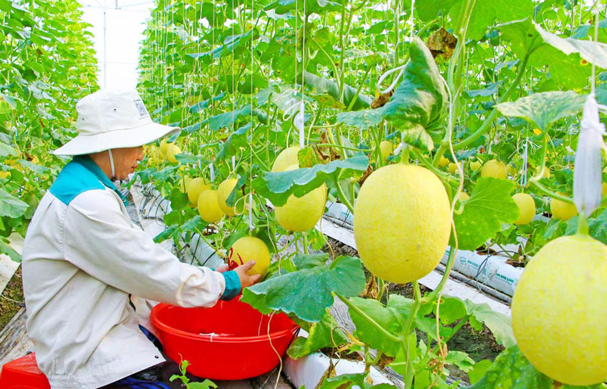 Các HTX đóng góp tích cực vào quá trình chuyển đổi cơ cấu nông nghiệp, xây dựng nông thôn mới ở Vĩnh Long &lpar;Ảnh: VLO&rpar;.