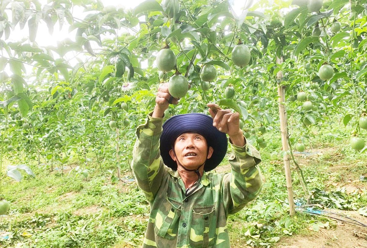 Chanh dây đang trở thành cây xóa nghèo ở nhiều vùng đất tỉnh Gia Lai &lpar;Ảnh: GLO&rpar;.