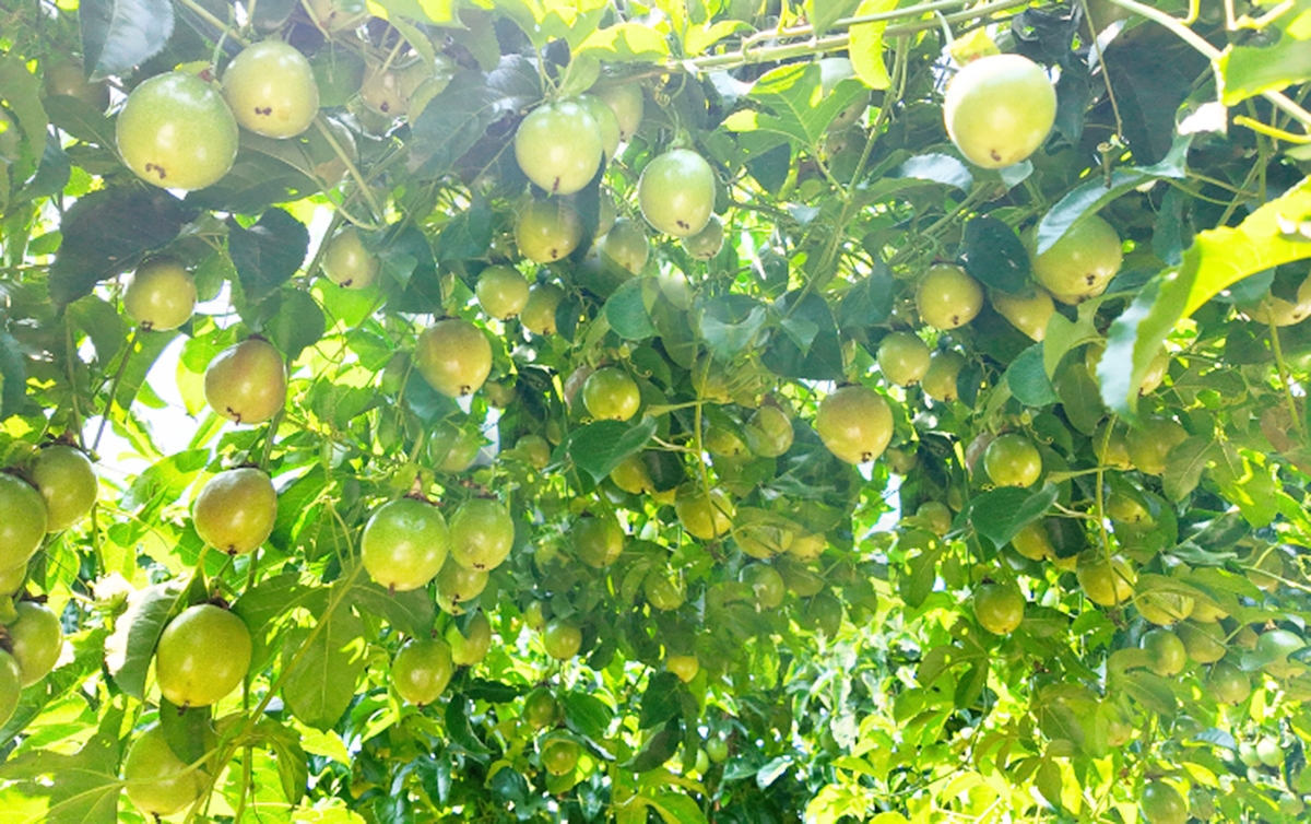 Định hướng sản xuất hữu cơ giúp nâng cao giá trị trái chanh dây &lpar;Ảnh: GLO&rpar;.