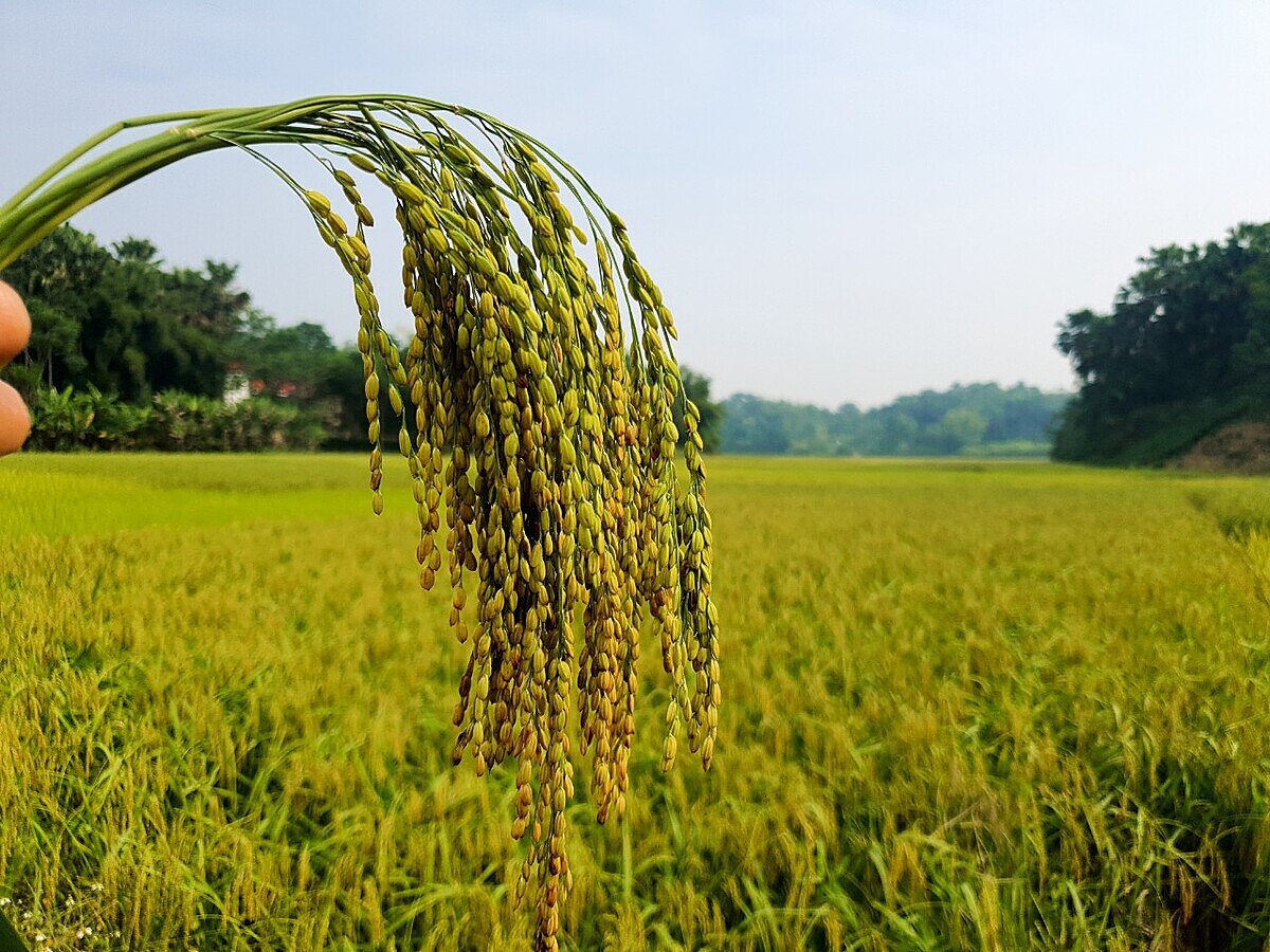 Phát triển vùng nguyên liệu để bảo đảm chất lượng sản phẩm.
