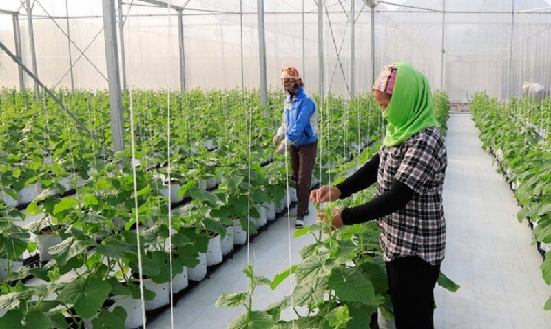 Nhờ áp dụng CNC và hệ thống nhà màng, nhà lưới mà cây trồng ít bị tác động từ môi trường bên ngoài, hạn chế sâu bệnh, cho năng suất cao.