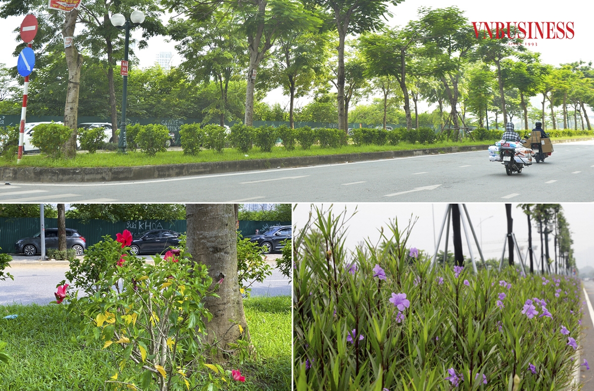 Nhiều chủng loại cây xanh và các loại hoa phong phú được trồng trên dải phân cách đã tạo nên điểm nhấn cho tuyến đường này.