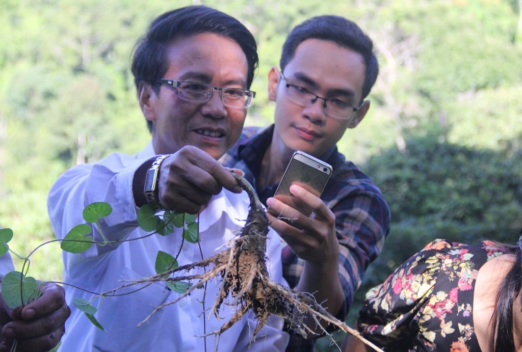 HTX Nông nghiệp và dịch vụ tổng hợp Phước Năng được hỗ trợ kỹ thuật để trồng cây dược liệu phát triển tốt, cho năng suất củ cao, đầu ra thuận lợi, giá cả hợp lý, mang lại thu nhập đáng kể cho bà con dân tộc thiểu số.