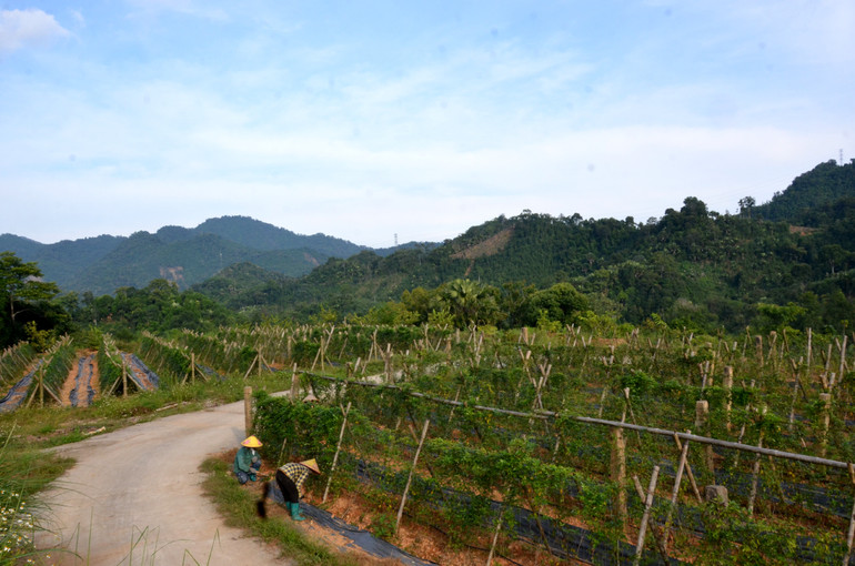 Dược liệu cho giá trị kinh tế cao.