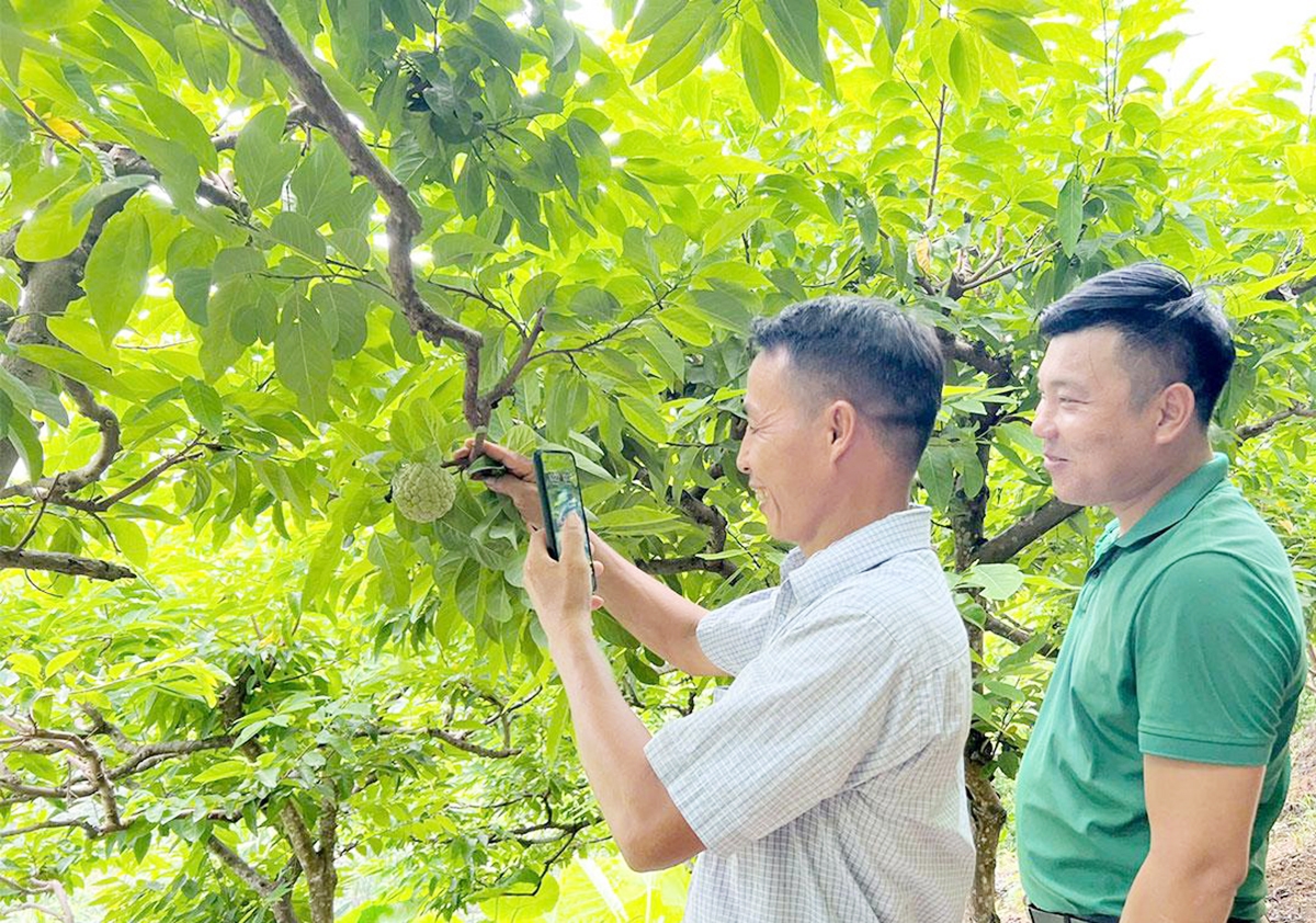 Ứng dụng sản xuất thông minh giúp người dân Khuôn Thống nâng cao hiệu quả kinh tế &lpar;Ảnh: TQO&rpar;.