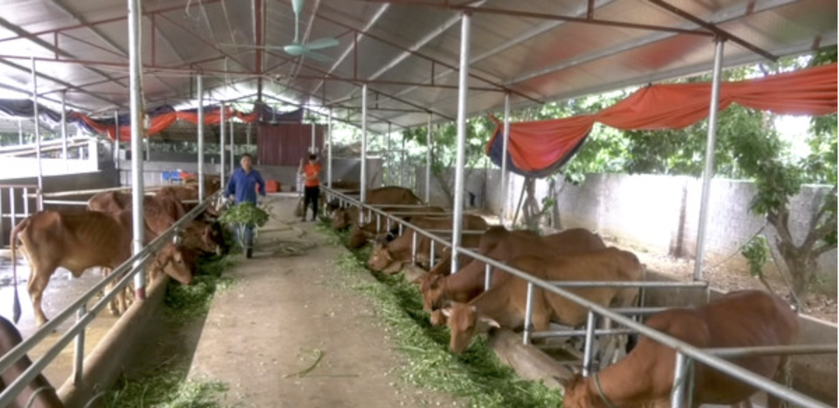 Nhờ mở rộng nuôi bò, doanh thu của HTX nông lâm nghiệp Bình Minh cải thiện đáng kể, đồng thời tạo công ăn việc làm và thu nhập ổn định cho nhiều lao động địa phương.