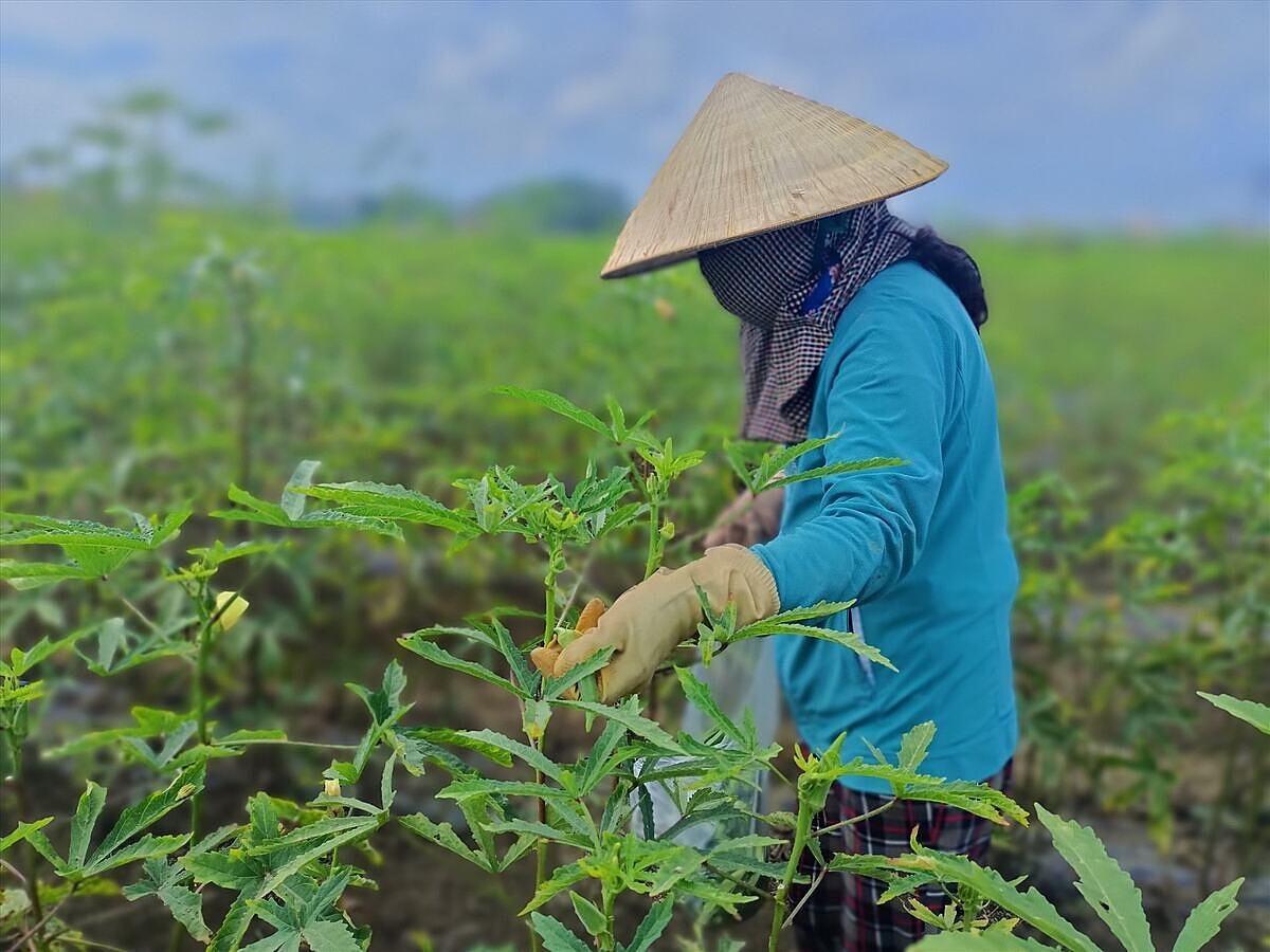 Giá trị nhiều loại rau màu cao hơn 2-3 lần so với cây lúa.