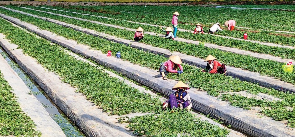 Trồng rau màu có giá trị kinh tế cao hơn so với trồng lúa.