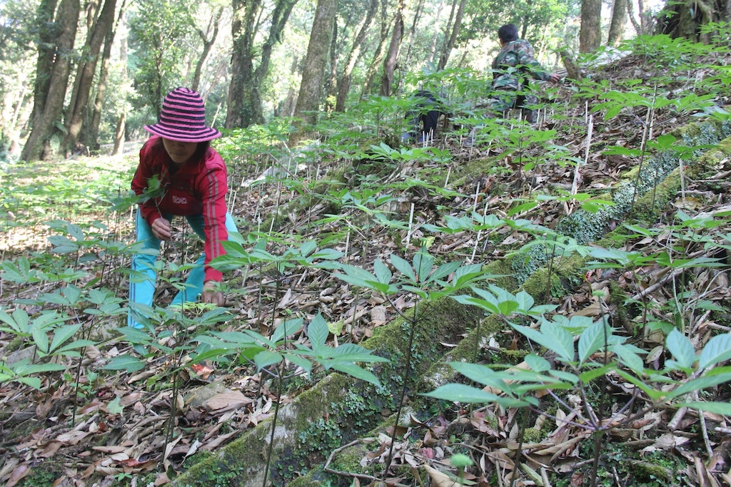 Mô hình chuỗi liên kết trồng cây dược liệu dưới tán rừng mở ra hướng sinh kế mới cho bà con dân tộc thiểu số ở Phước Năng.