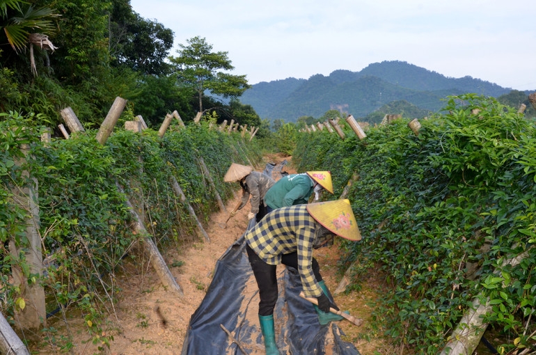 Người dân tham gia HTX sẽ giải quyết được nhiều khó khăn khi sản xuất dược liệu.