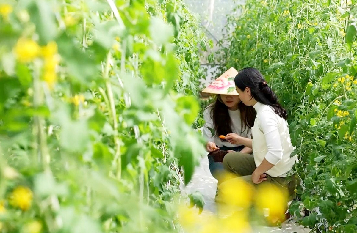 Phát triển nông nghiệp theo chuỗi là xu thế tất yếu giúp nông dân, HTX thoát nghèo, làm giàu bền vững &lpar;Ảnh: BĐN&rpar;.