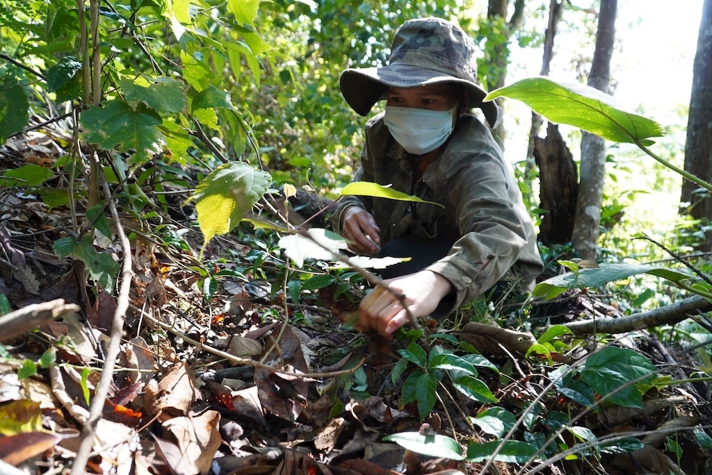 Phát triển kinh tế dưới tán rừng đang thay đổi nếp nghĩ, cách làm cho đồng bào dân tộc thiểu số ở Phước Năng.