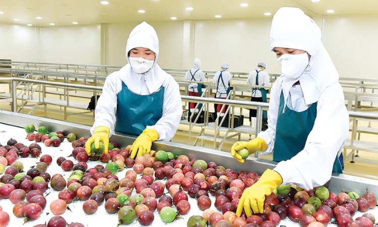Bứt phá xuất khẩu 4 trái cây chủ lực của Việt Nam