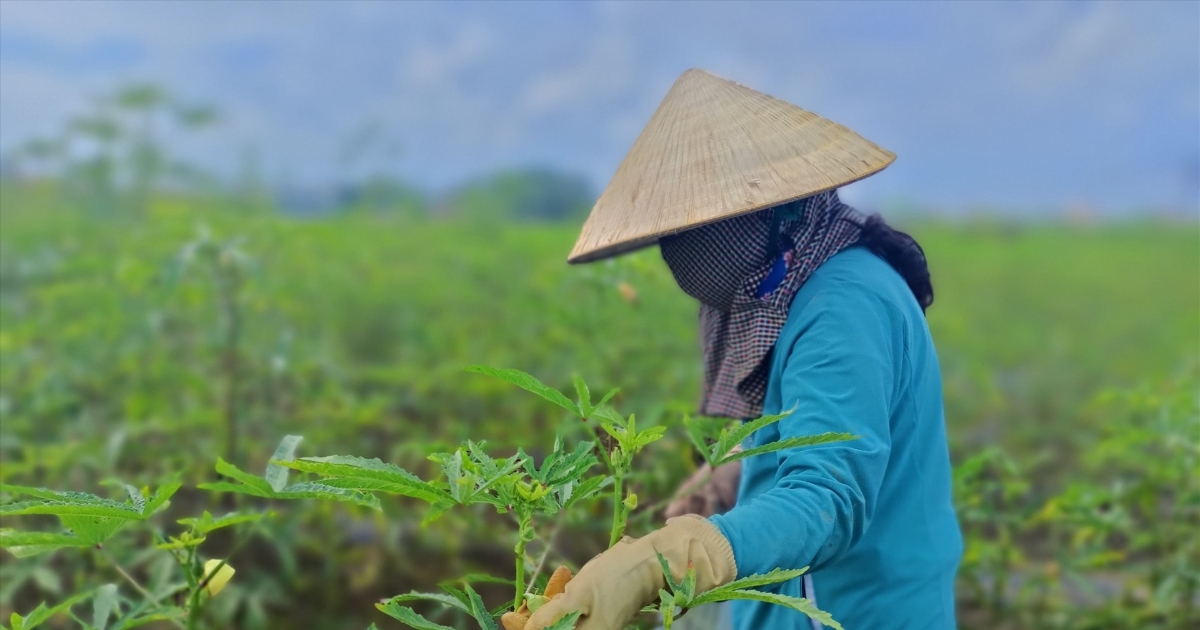 Rau màu trên chân ruộng lúa giúp nông dân bội thu - VnBusiness