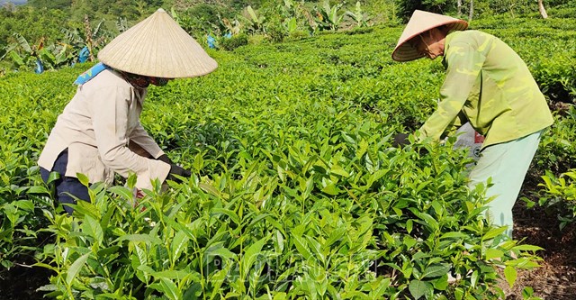 HTX giúp việc tiêu thụ chè thuận lợi hơn, nhiều hộ có nguồn thu ổn định.