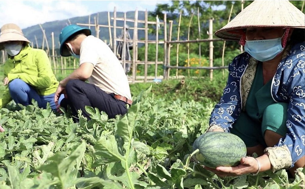 Kinh tế các hộ gia đình nông dân ở phường Nghĩa Lộ có chuyển chuyển biến tích cực, khởi sắc nhờ kết quả từ việc chuyển đổi cơ cấu cây trồng.