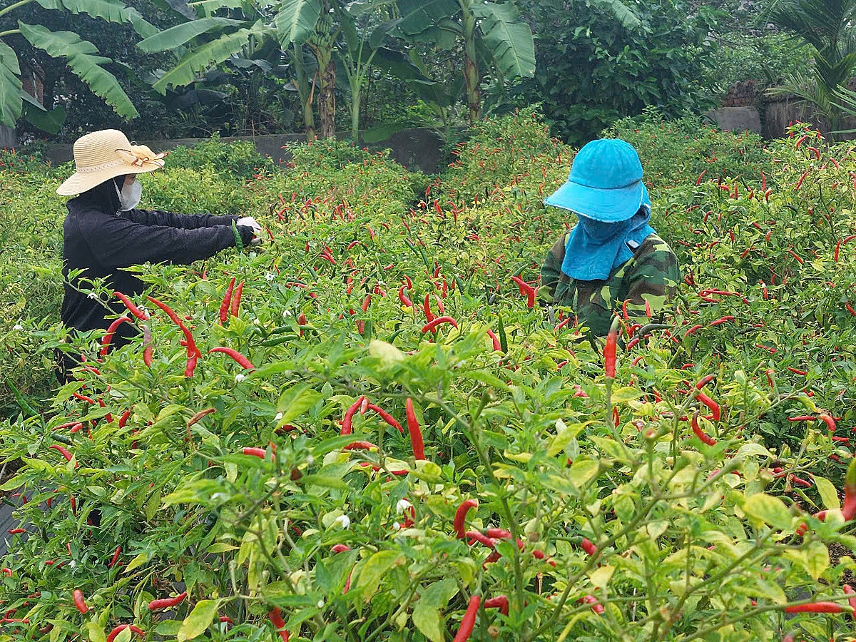 Người dân chủ động thu hoạch hoa màu trước khi bão đổ bộ &lpar;ảnh T.Vân&rpar;.