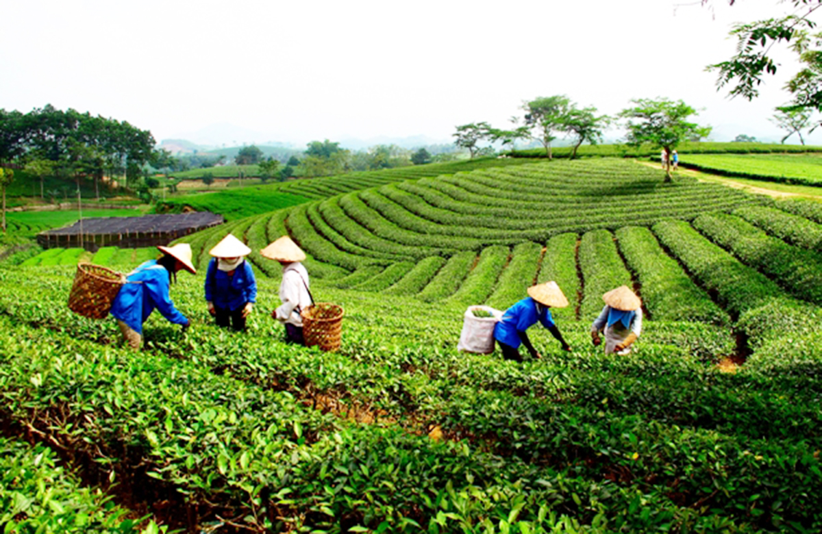Chè là cây chủ lực, góp phần đuổi nghèo ở Thái Nguyên.