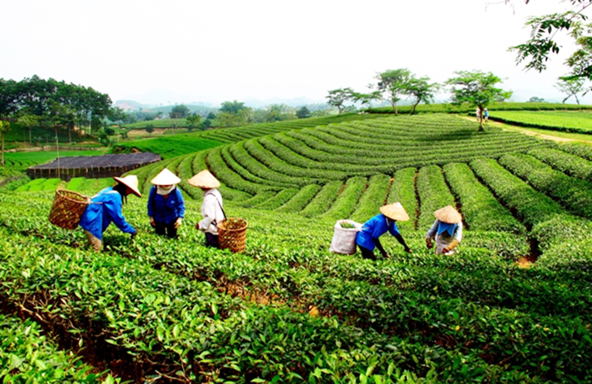 Chè là cây chủ lực, góp phần đuổi nghèo ở Thái Nguyên.