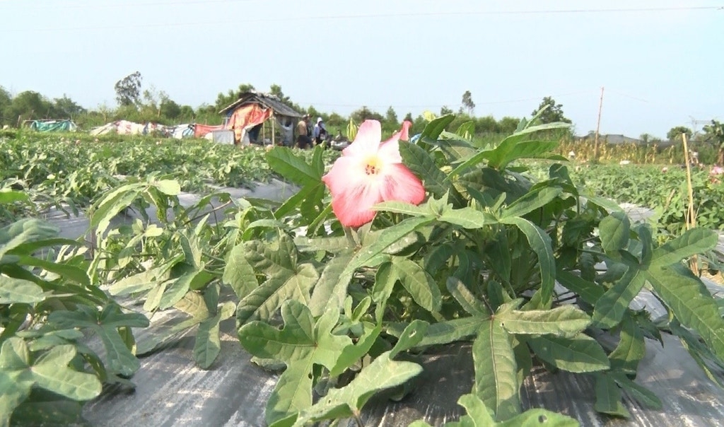 Việc liên kết cùng HTX phát triển diện tích trồng cây dược liệu giúp cải thiện sinh kế cho người dân ở Ba Lòng.