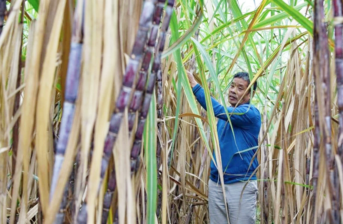 Thành công trong chuyển đổi sản xuất là nền tảng xây dựng nông thôn mới ở Thanh Hóa &lpar;Ảnh: BTH&rpar;.