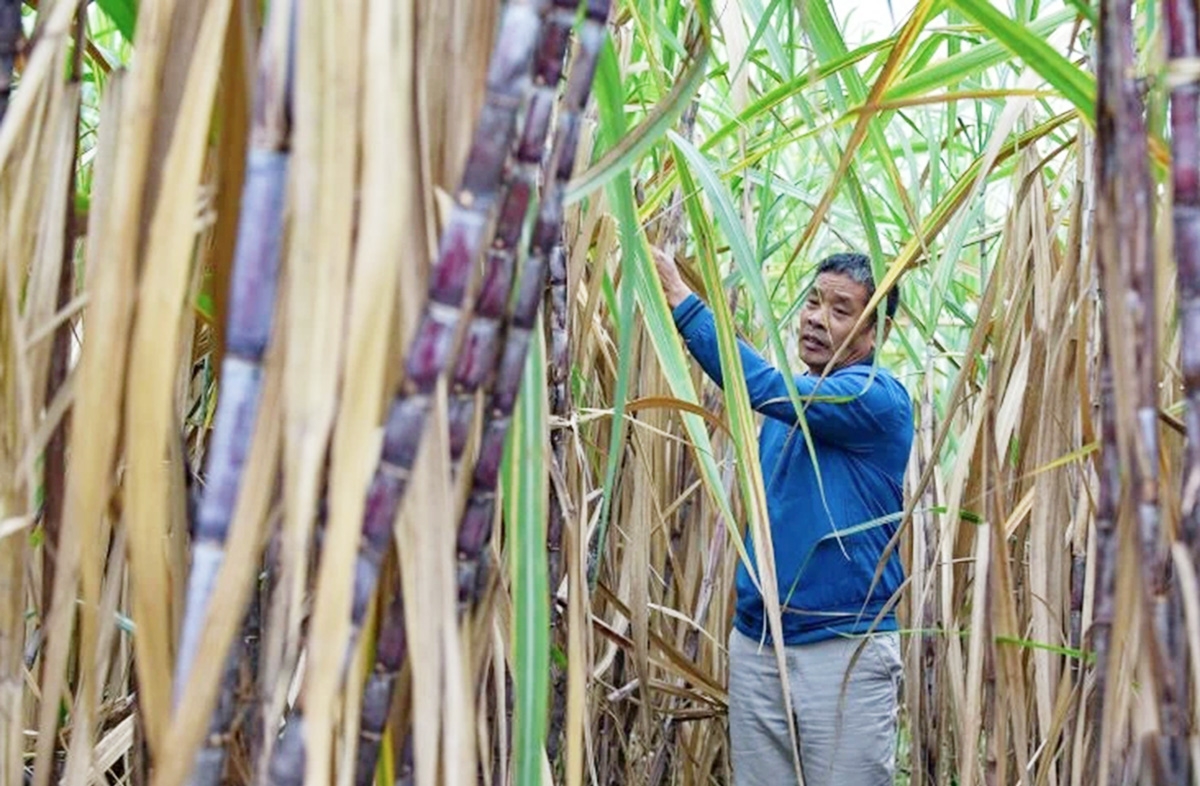 Thành công trong chuyển đổi sản xuất là nền tảng xây dựng nông thôn mới ở Thanh Hóa &lpar;Ảnh: BTH&rpar;.