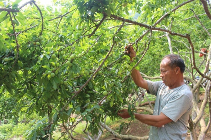 Tập trung quy hoạch thành những vùng cây đặc sản lớn giúp nâng cao giá trị kinh tế cho người dân.