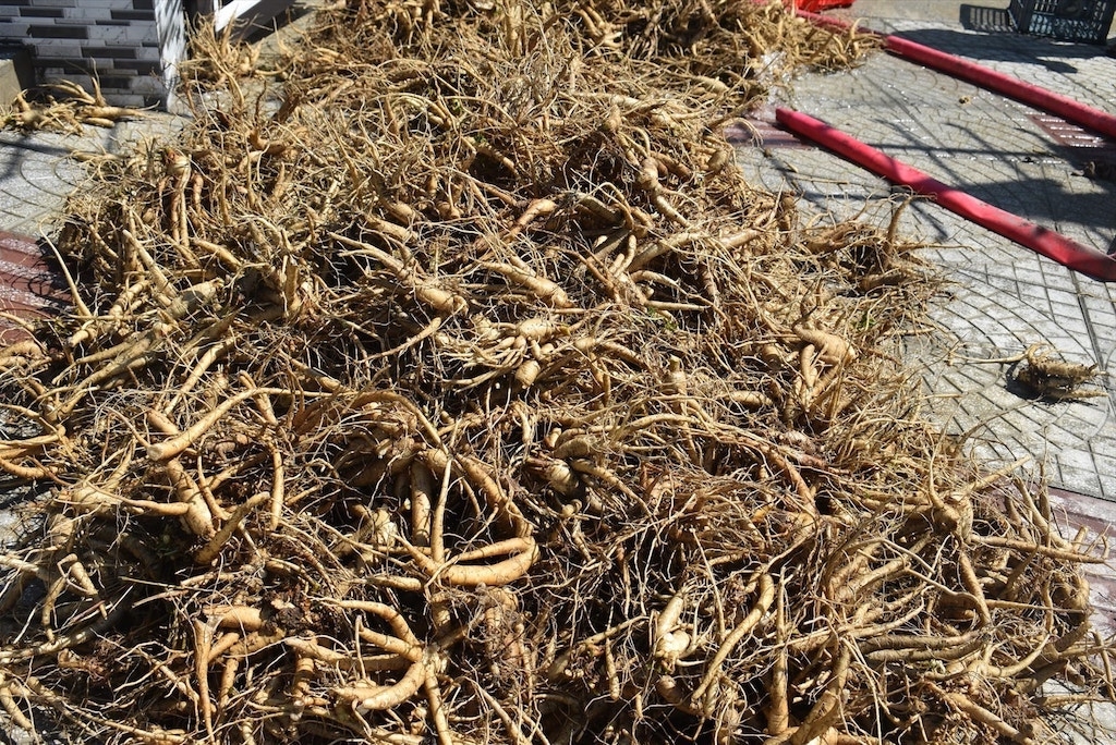 Củ sâm Bố Chính được trồng ở xã Ba Lòng với chất lượng và năng suất cao, mang lại thu nhập đáng kể cho người dân địa phương.