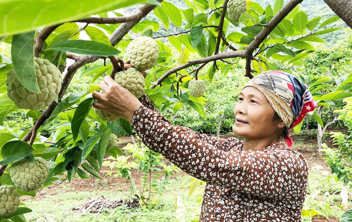 Nhiều địa phương ở Thái Nguyên đang đẩy mạnh phát triển nông nghiệp hữu cơ, nâng cao thu nhập cho người dân.