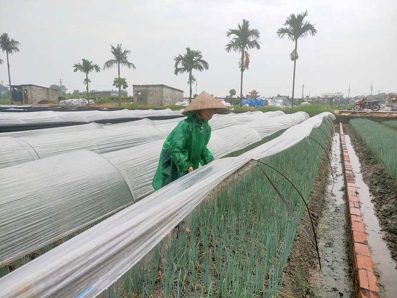 Người dân đồng thời chủ động che chắn, khơi thông rãnh thoát nước trước nguy cơ bão tới gần.