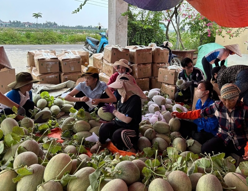 Người dân tại nhiều địa phương khẩn trương thu hoạch sớm các loại rau củ quả, rau màu nhằm giảm thiệt hại từ bão số 3 WIPHA.