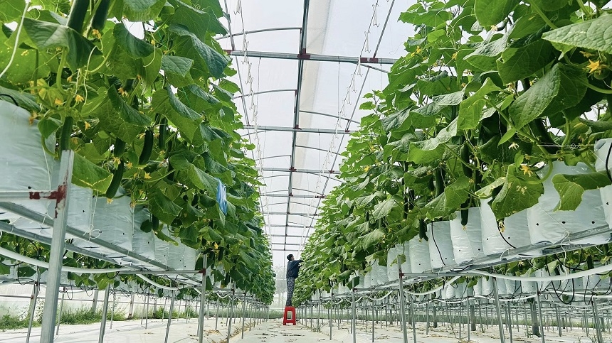 Mô hình dưa chuột baby tại HTX Vfresh Garden của anh Nguyễn Văn Đạt.