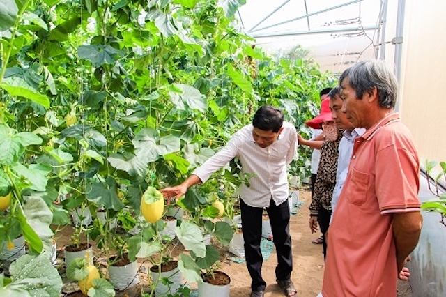 Ông Lâm Minh Thiện &lpar;áo trắng&rpar;, Giám đốc HTX Nông nghiệp – Thủy sản Trường Long Hòa đang giới thiệu mô hình trồng dưa lưới với các hộ dân.
